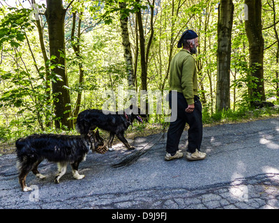 Ein Wald in Terentino, Norditalien Hirte mit seiner Schäferhunde Stockfoto