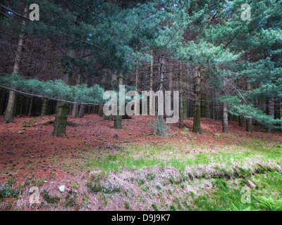 Ein Wald in Terentino, Nord-Italien Stockfoto