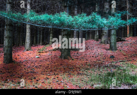 Ein Wald in Terentino, Nord-Italien Stockfoto