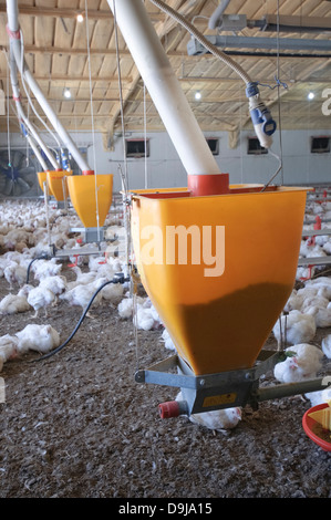 Automatische Huhn Fütterungssystem in eine kostenlose Roaming-Coop Photograpjed im Kibbuz Maagan Michael, Israel Stockfoto