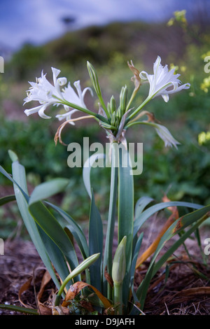 Seelilie oder Strandlilie (Pancratium Maritimum). Stockfoto