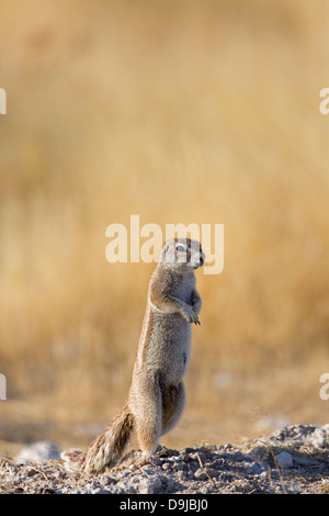 Kap-Borstenhörnchen, Kap-Borstenhörnchen Xerus inauris Stockfoto