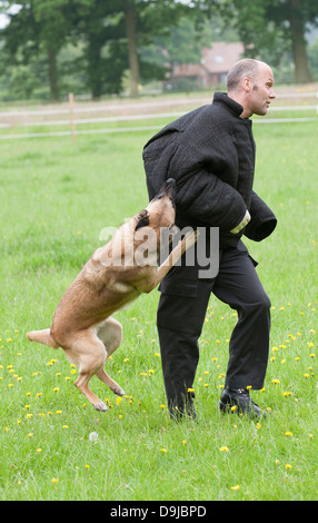 Polizeihund Handler angegriffen während einer Trainingseinheit Stockfoto