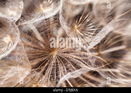 Löwenzahnsamen Makro Nahaufnahme flauschig Stockfoto
