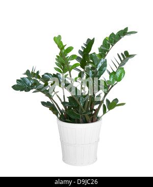 Zamioculcas Zamiifolia Pflanze mit Beschneidungspfad Stockfoto