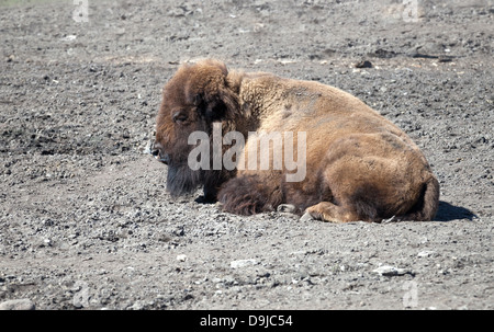 Bison schläft auf grauen Boden Stockfoto