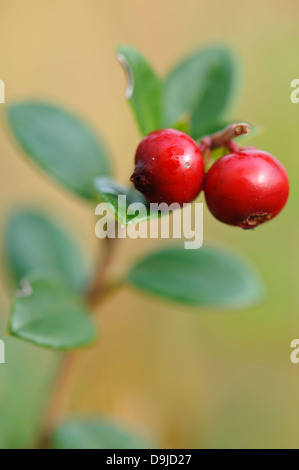 kleinen Cranberry, Cranberry Moor, Sumpf Cranberry, Moosbeere, Vaccinium Oxycocco Stockfoto