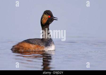 Schwarzhalstaucher, Podiceps Nigricollis, Schwarzhalstaucher Stockfoto