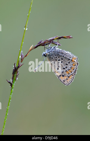 Hauhechel-Bläuling, gemeinsame blau, Schmetterling, Polyommatus icarus Stockfoto