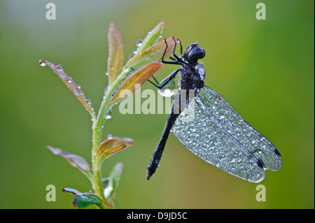 Darter, schwarze Meadowhawk, Sympetrum Danae, Schwarze Heidelibelle schwarz Stockfoto