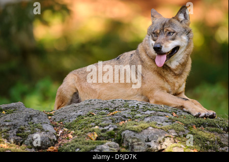 Canis Lupus, Wolf, grauer wolf Stockfoto