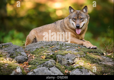 Canis Lupus, Wolf, grauer wolf Stockfoto