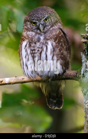 Eurasische Pygmy Eule, Glaucidium Passerinum, Kauz, Sperlingskauz Stockfoto