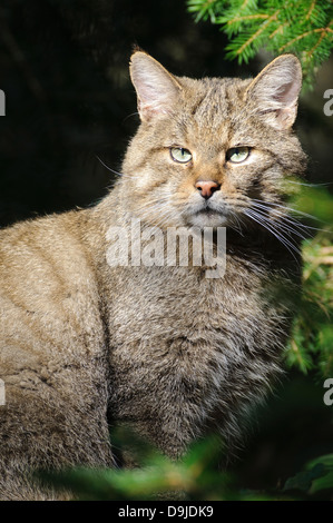 Wildkatze, Wildkatze, Felis silvestris Stockfoto