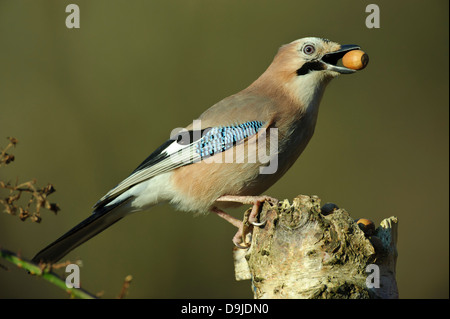 Eichelhäher Garrulus Glandarius, Eichelhäher Stockfoto