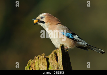 Eichelhäher Garrulus Glandarius, Eichelhäher Stockfoto