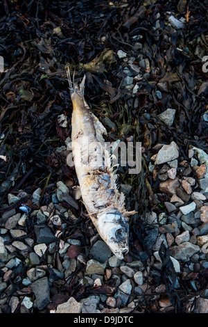 Toten Hering an Land gespült.  Hering starb wegen des Mangels an Sauerstoff in den Fjord. Kolgrafarfjordur, Snaefellsnes Halbinsel, Island Stockfoto