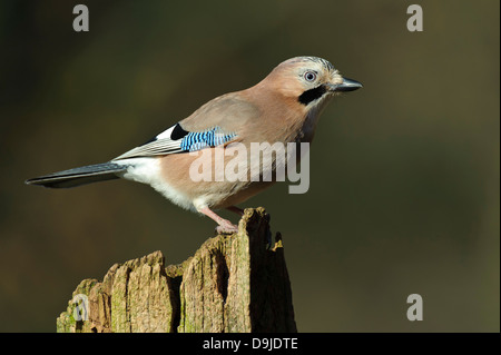 Eichelhäher Garrulus Glandarius, Eichelhäher Stockfoto