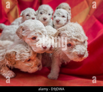 Lagotto Romagnolo Welpen Stockfoto