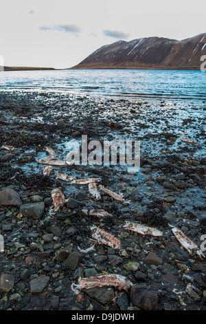 Toten Hering an Land gespült.  Hering starb wegen des Mangels an Sauerstoff in den Fjord. Kolgrafarfjordur, Snaefellsnes Halbinsel, Island Stockfoto