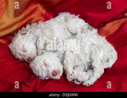 Lagotto Romagnolo Welpen Stockfoto