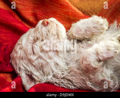 Lagotto Romagnolo Welpen schlafen Stockfoto