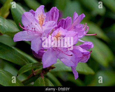 Rhododendron Ponticum, Inverness-Shire, Schottland.  SCO 9135 Stockfoto