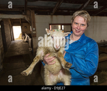Bauer hält junges Lammfleisch, Eastern, Island Stockfoto