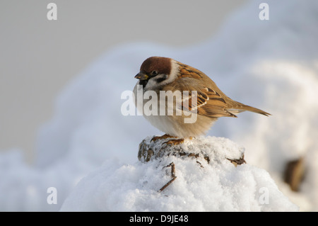 Feldsperling, eurasische Baum Sperling, Passer montanus Stockfoto