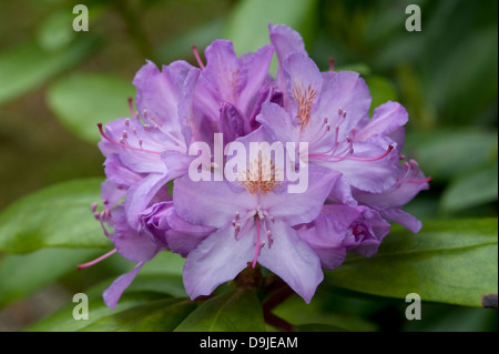 Rhododendron Ponticum, Inverness-Shire, Schottland. SCO 9140 Stockfoto