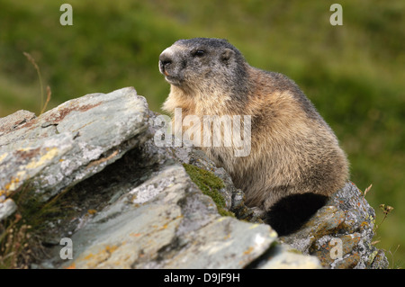 Murmeltier, Alpine Murmeltier, Marmota marmota Stockfoto