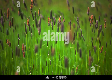 Wild meadow grass on Waterford Island (or Little Island) in the River Suir, County Waterford, Ireland Stockfoto