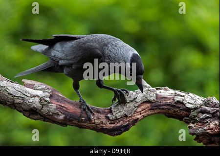 Europäische Dohle / Western Dohle / eurasischen Dohle (Corvus Monedula / Coloeus Monedula) Blick von Ast im Baum Stockfoto