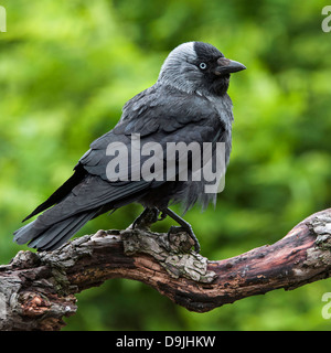 Europäische Dohle / Western Dohle / eurasischen Dohle (Corvus Monedula / Coloeus Monedula) thront auf Ast im Baum Stockfoto