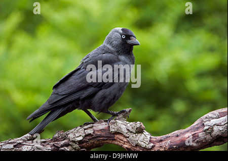 Europäische Dohle / Western Dohle / eurasischen Dohle (Corvus Monedula / Coloeus Monedula) thront in Baum Stockfoto