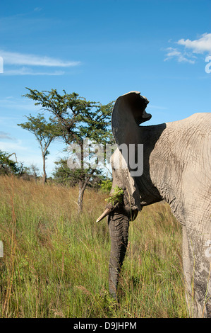 Elefant gerne essen lange Rasen im Busch. Antelope Park, Simbabwe. Stockfoto