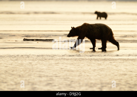 Grizzly Bear walking am Strand bei Sonnenuntergang, mit zweiter Bär im Hintergrund Stockfoto