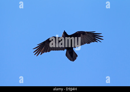 Gemeinsamen Raven / Northern Raven (Corvus Corax) Vogel im Flug Stockfoto