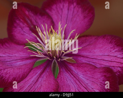 Clematis-Blume, UK 2013 Stockfoto