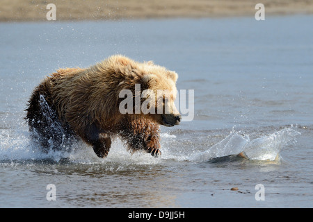 Grizzly Bear auf Fische springen Stockfoto