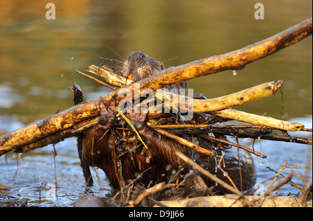 Ein Erwachsener Biber Pflege eine große Last von Stöcken, stecken Sie ein Loch in der Beaver dam Stockfoto