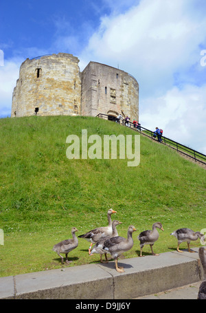 Graugänse (Anser Anser) und Jugendliche, die Fütterung von Cliffords Turm, York, Yorkshire, Vereinigtes Königreich Stockfoto