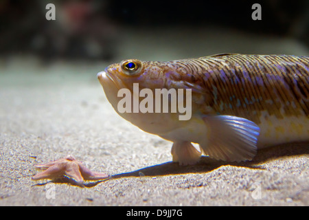 Größere Petermännchen Fisch (Trachinus Draco) liegen auf dem Meeresgrund Stockfoto