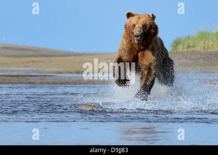 Grizzlybären Lachse springen Stockfoto