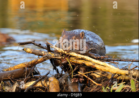 Ein Erwachsener Biber Pflege eine Last von Stöcken bis auf seine Beaver dam Stockfoto