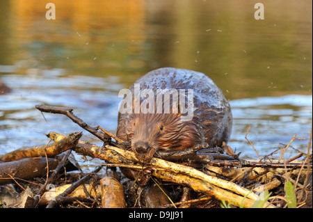 Ein Erwachsener Biber seine Beaver dam eine Last von Ästen Inverkehrbringen Stockfoto