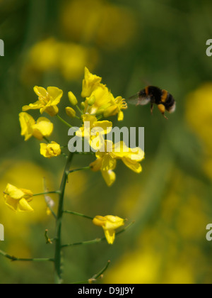 Buff-tailed Bumble Bee, Bombus Terrestris, UK 2013 Stockfoto