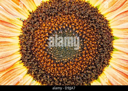 Nahaufnahme Foto von der Mitte einer Sonnenblume. Stockfoto