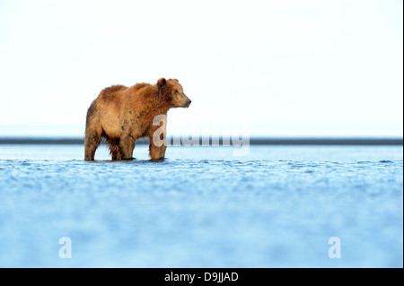 Grizzly Bear (Ursus arctos) steht im Ozean Stockfoto