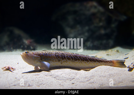 Größere Petermännchen Fisch (Trachinus Draco) liegen auf dem Meeresgrund Stockfoto